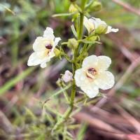 Sopubia trifida Buch.-Ham. ex D.Don